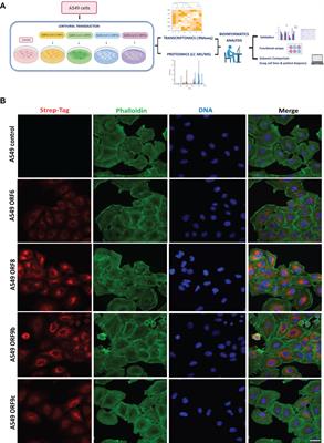 SARS-CoV-2 accessory proteins involvement in inflammatory and profibrotic processes through IL11 signaling